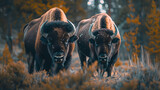 Two bison in Yellowstone National Park