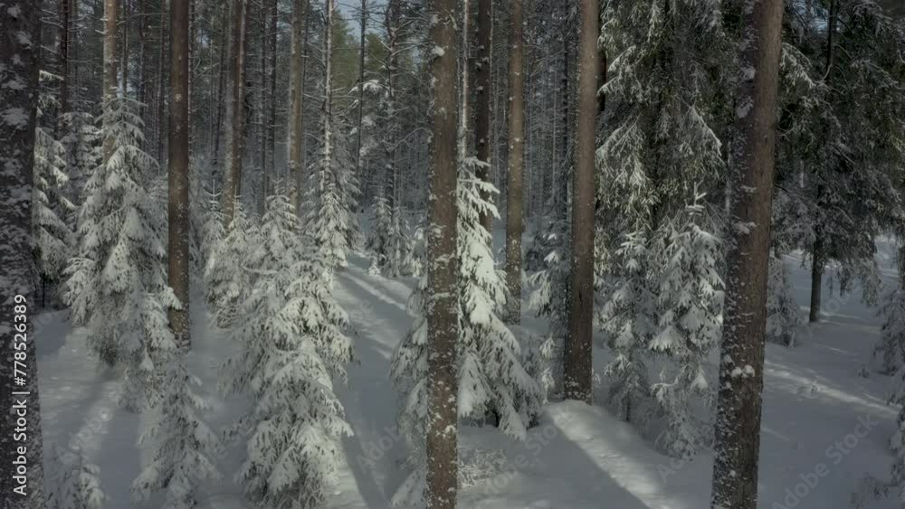 Winter forest in sun. Spruces after snowfall. Branches of fir trees under snow in sun rays Winter forest in sun. Spruces after snowfall. Branches of fir trees under snow in sun rays