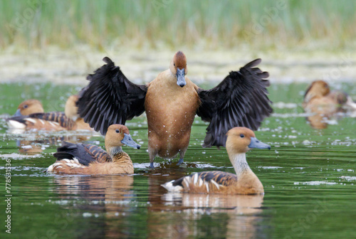 Fulvous Whistling Ducks (Dendrocygna bicolor) preening and interacting during migration, Galveston, Texas, USA.