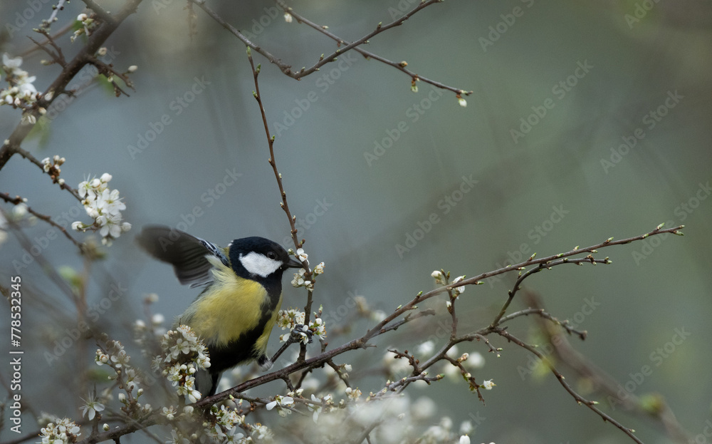 Obraz premium Great tit on a blooming branch