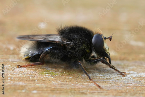 Closeup on the rare and dark colored Large bearfly, Criorhina ranunculi sitting on wood photo