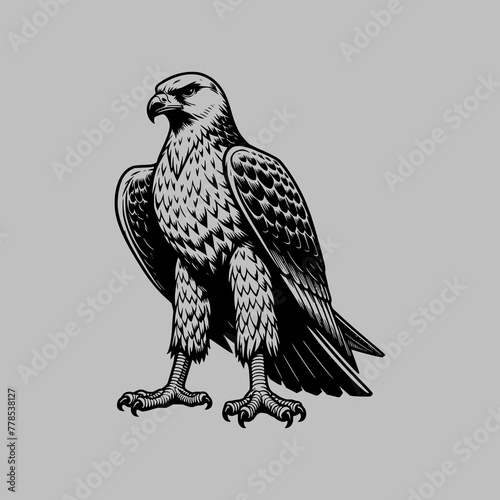 full body animal falcon bird predator vector illustration  photo