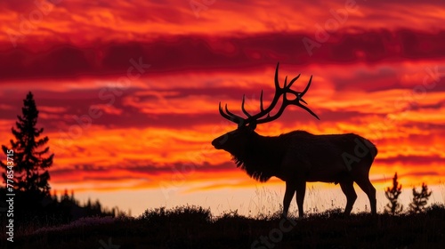 A majestic elk  its imposing antlers silhouetted against the fiery hues of a breathtaking sunset in the rugged wilderness.