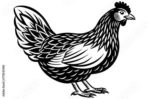 hen-white-background vector illustration 