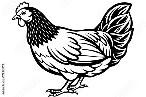 hen-white-background vector illustration 