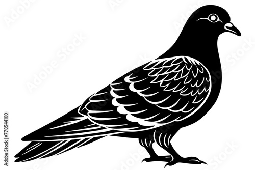  pigeon-image-with-white-background-silhouette