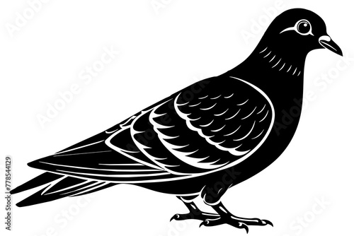  pigeon-image-with-white-background-silhouette