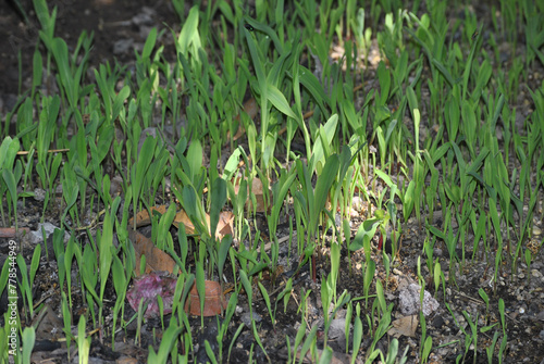 Latino boy shelling corn to plant in the field