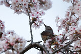 Brown-eared Bulbul on tree, sucking nectar from Cherry Blossoms, beautiful spring day