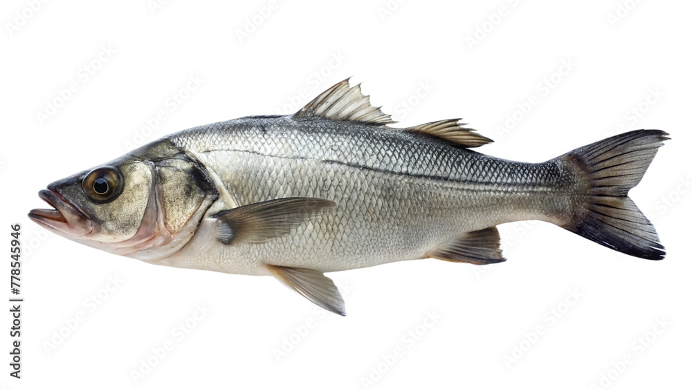 Fresh sea bass fish on white plate isolated on transparent background Fresh sea bass fish on white plate isolated on transparent background