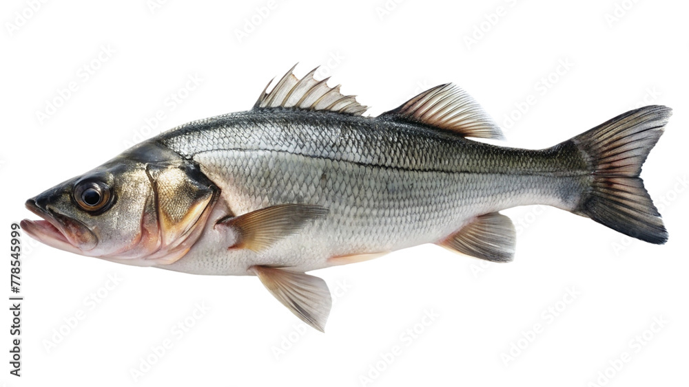 Fresh sea bass fish on white plate isolated on transparent background