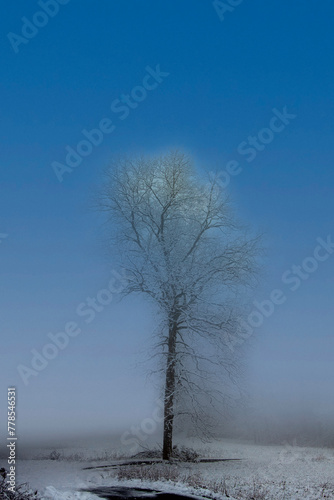 abstract tree in fog