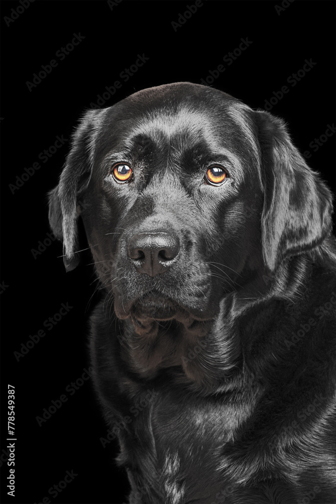 Black labrador retriever on a black background isolate. Black labrador retriever on a black background isolate.