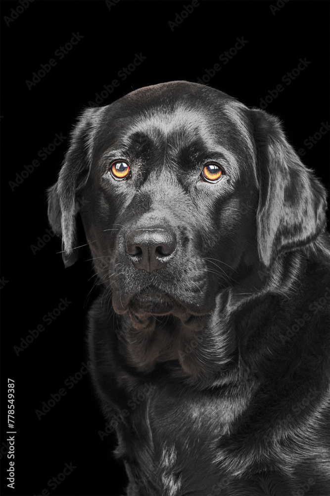 Black labrador retriever on a black background isolate.