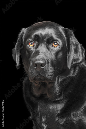 Black labrador retriever on a black background isolate. © Lesia