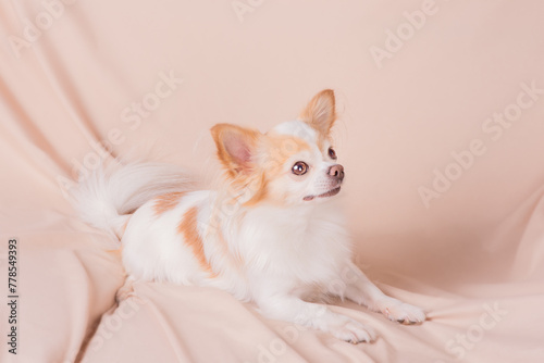 Small long-haired chihuahua dog on a pink blanket. © Lesia