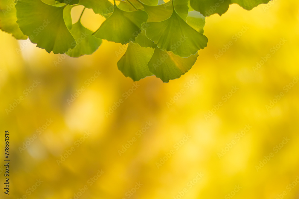 Obraz premium 秋の公園の風景