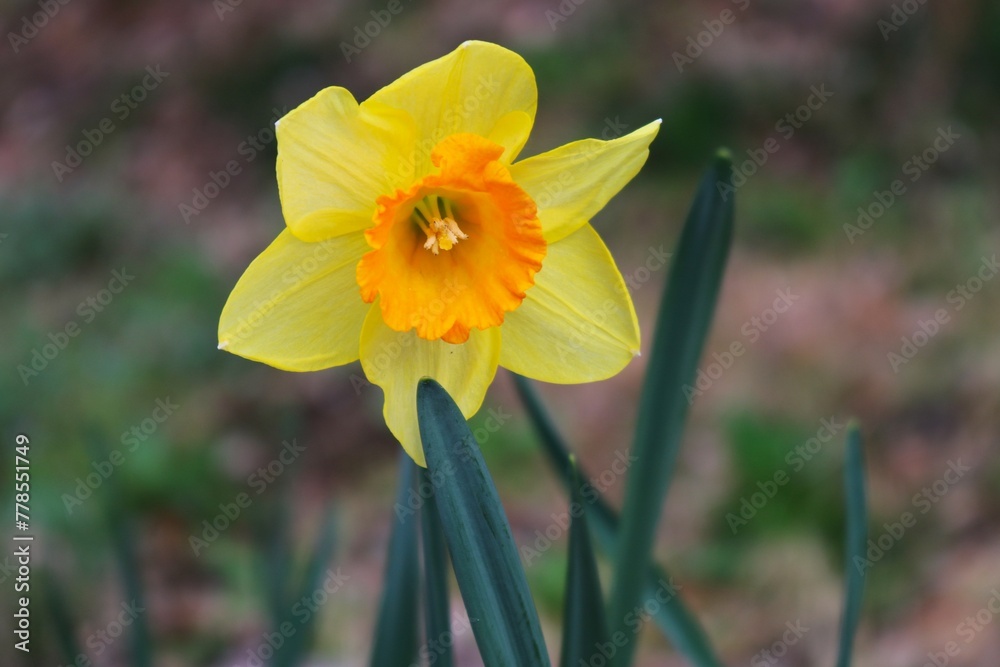 穏やかに咲くスイセンの花 春の境内 穏やかに咲くスイセンの花 春の境内