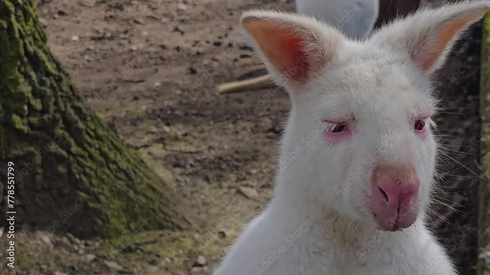 An white albino kangaroo sitting on the ground and looking. An white albino kangaroo sitting on the ground and looking.