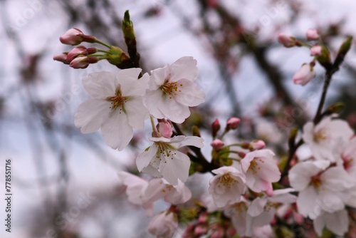 風情ある桜の花 穏やかな春の日