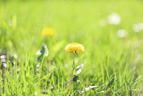 dandelion in grass