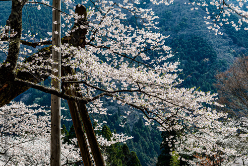 天然記念物根尾谷の淡墨桜