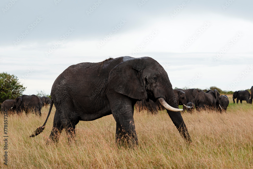 Elephant walking in the savannah in Kenya Africa