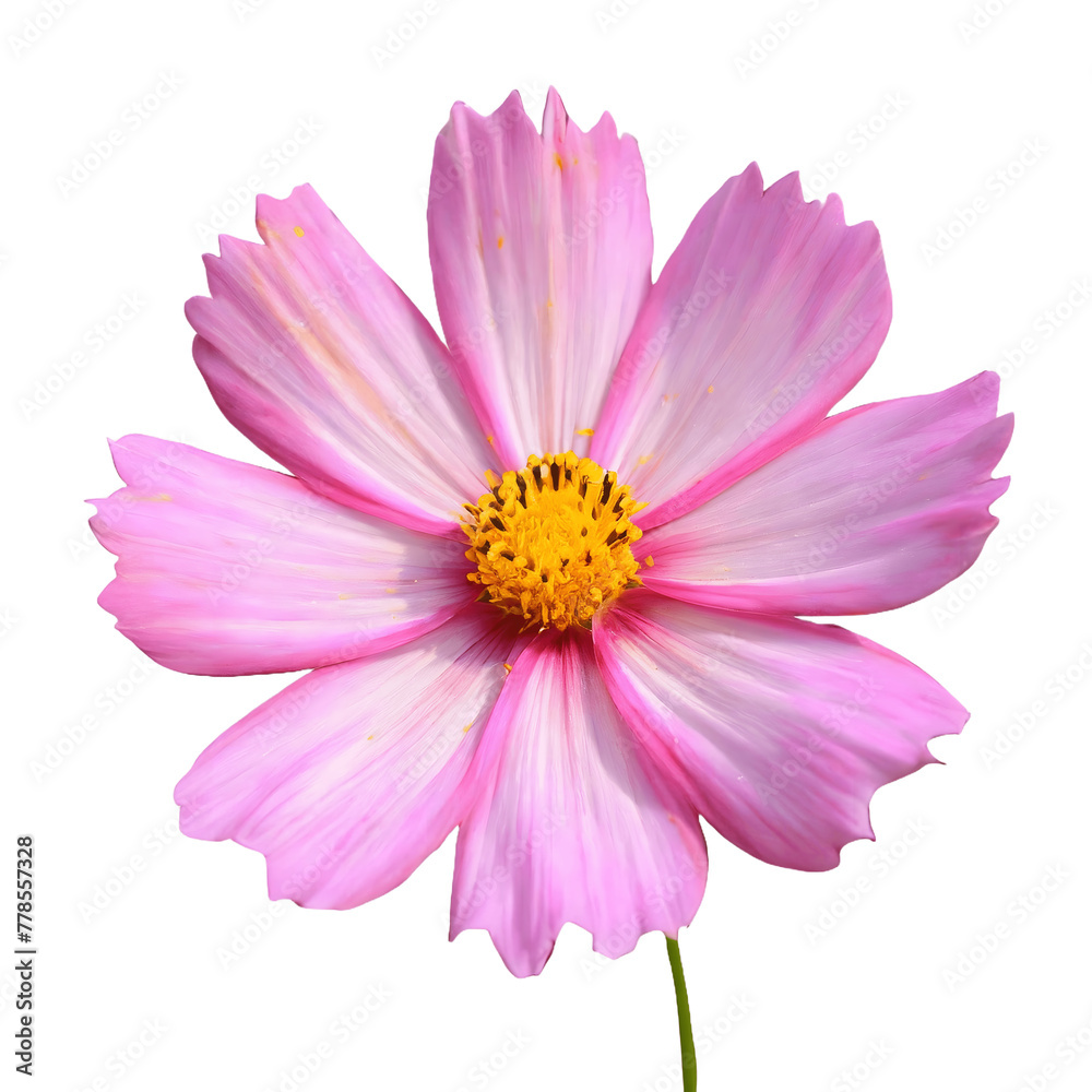 Pink cosmos flower close-up of a single flower, flower in full bloom, illustrating detail, Isolated on White Background, png.