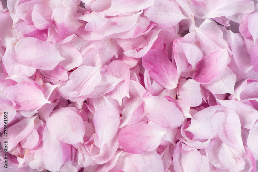  malus spectabilis  blossom petals texture background.