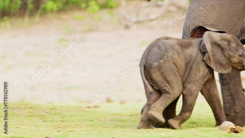 An African calf baby elephant cuddling his mother elephant. Botswana, South Africa 