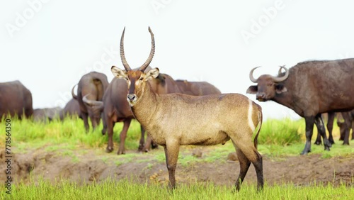 An African Waterbuck (Kobus ellipsiprymnus) looking at the camera. Chobe National Park, Botswana, South Africa. 