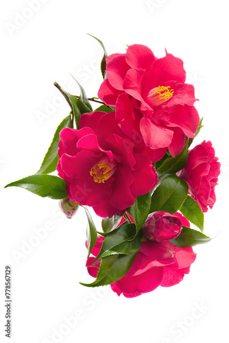 flowers of camellia japonica isolated on a white background