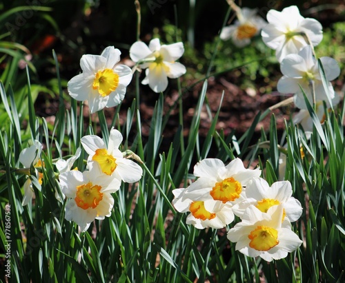 daffodils in spring © Randy West