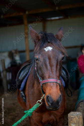 portrait of a horse