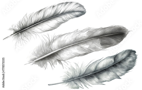 Hand drawn feathers on transparent background, black and white feather sketch