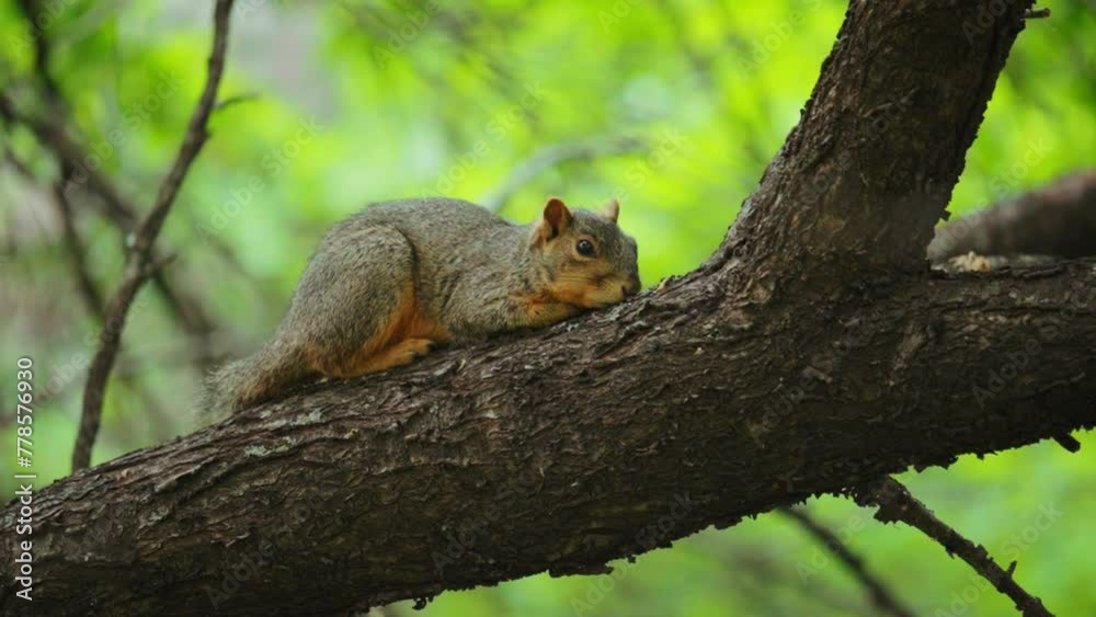 Fox Squirrel Resting on Tree Branch in Texas Fox Squirrel Resting on Tree Branch in Texas