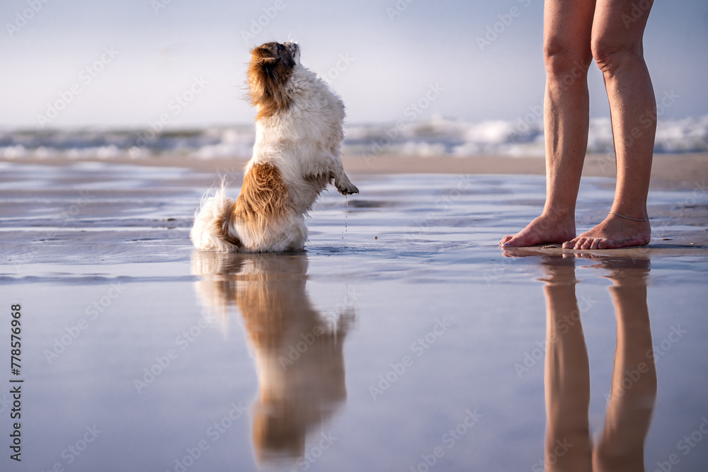 Wakacje z psem. Piesek i jego właścicielka nad morzem - obrazy, fototapety, plakaty 