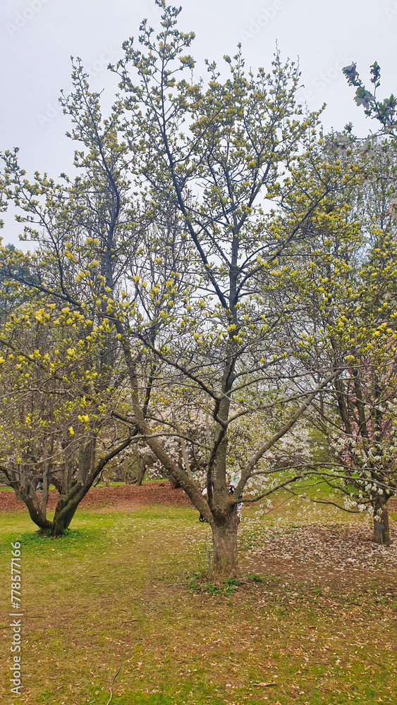 Obraz premium Beautiful White Magnolia blooms contrasted with the earth brown of the leaf covered forest floor at the Dominion Arboretum Gardens in Ottawa,Ontario,Canada