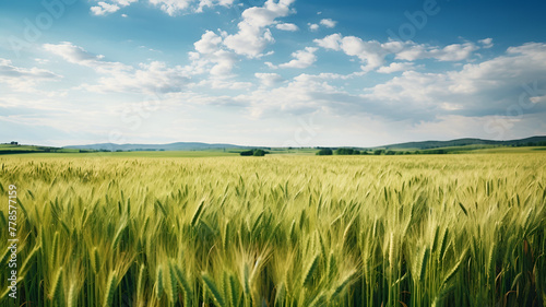 Lush green wheat field under a vibrant blue sky with fluffy clouds.