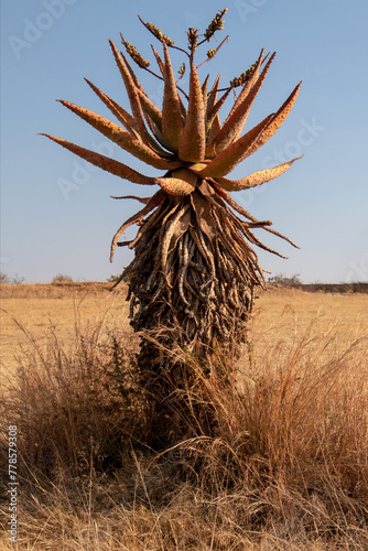 Red aloe vera tree growing wild in desert landscape in South Africa RSA photo