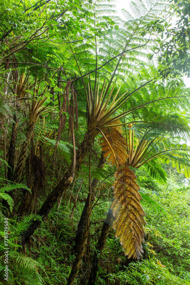 Fototapeta premium 奄美地方梅雨入近し