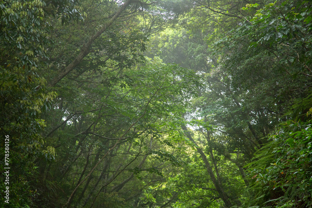 Fototapeta premium 奄美地方梅雨入近し