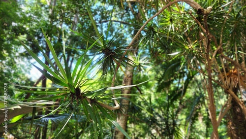 Spider plant