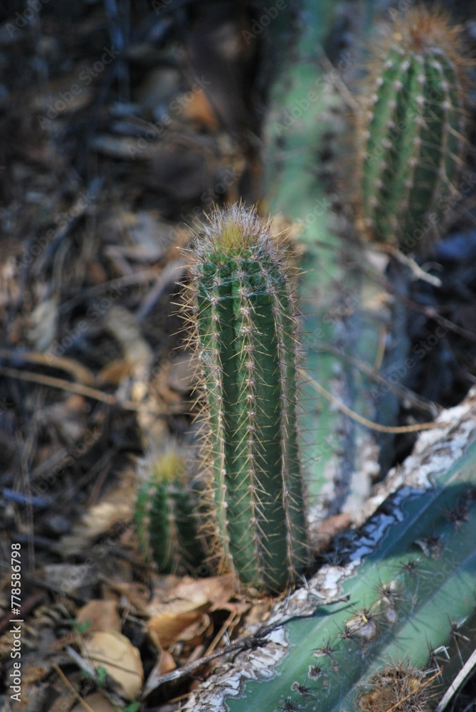 Naklejka premium Cactus,parte importante de nuestros ecosistemas para mantener el equilibrio del planeta.