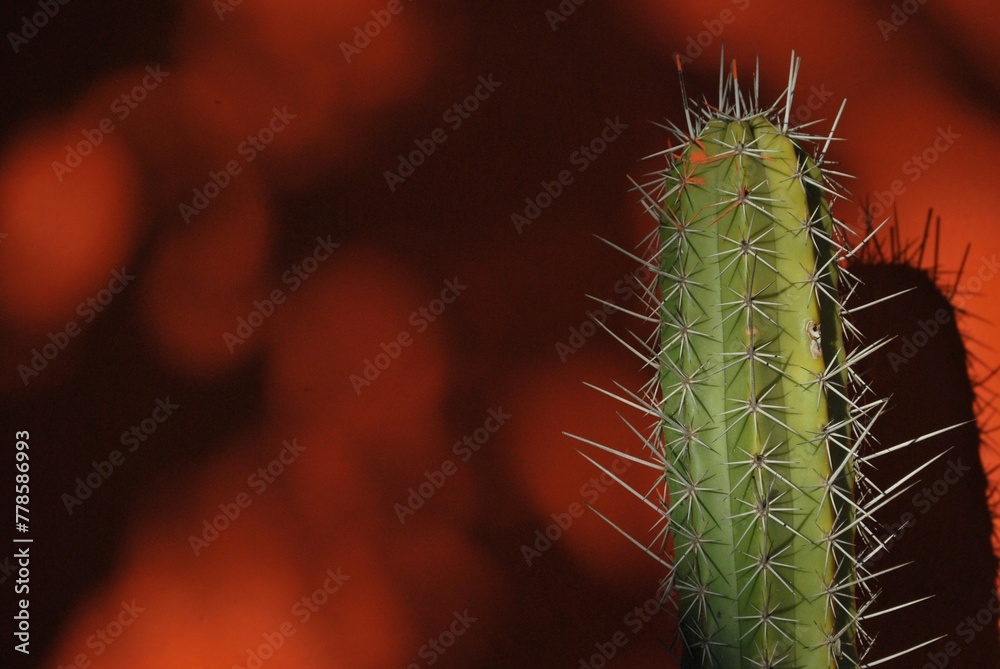 Los cactus a veces menospreciados contribuyen con la naturaleza,y la vida en el planeta. Los cactus a veces menospreciados contribuyen con la naturaleza,y la vida en el planeta.