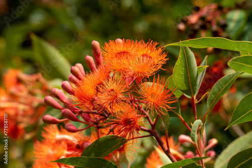 Bright flowers and buds of a flowering gum tree (corymbia ficifolia Baby Orange) photo