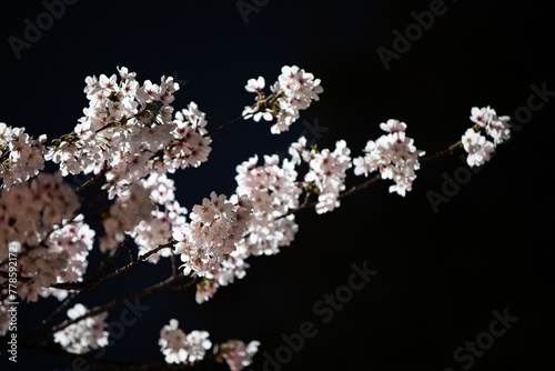 Beautiful cherry blossom scenery at night on a warm spring day
