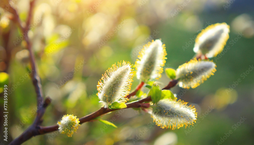 Fototapeta premium Blossoming willow branches on a blue background. Spring background