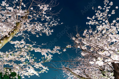 東京都千代田区九段にある千鳥ヶ淵に咲く桜の夜景