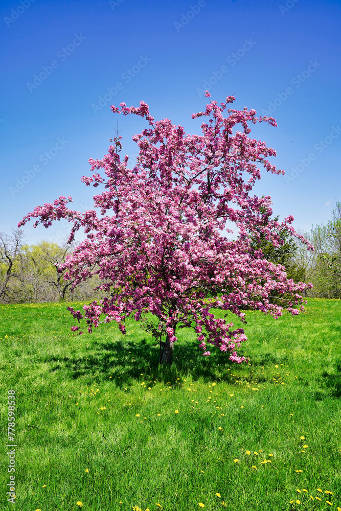 Crab apple trees with Pink blossoms in bloom in the lush green meadows with dandelions on a bright spring day at the Dominion Arboretum Gardens in Ottawa,Ontario,Canada